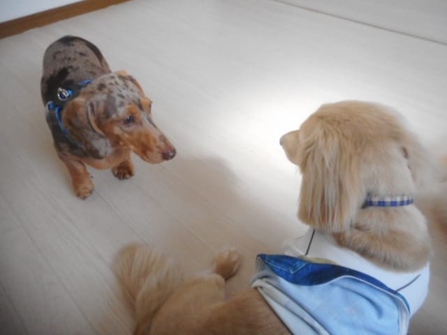 家族の犬と、より楽しい暮らしをお手伝いします 褒めてしつけるトレーニング方法なので、ご家族様も安心！ イメージ2