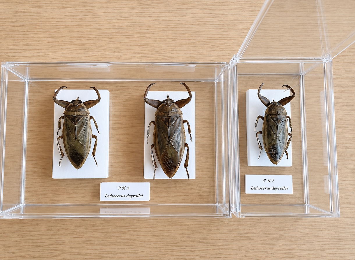 クワガタやカブトムシなどの昆虫標本作成します 大切に育てた一匹を、飾れる標本に イメージ7