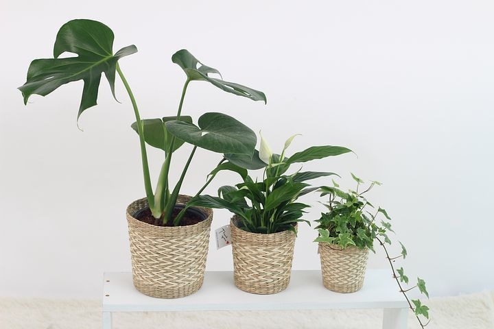 観葉植物のお困りごとや相談承ります 観葉植物レンタル会社に勤めていた経験を生かしたアドバイスです イメージ3