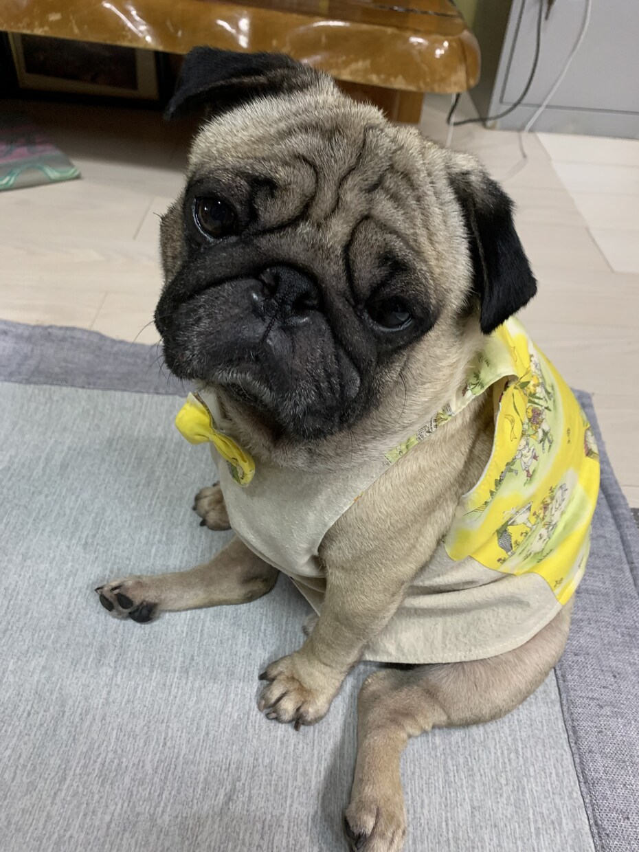 洋服、犬の服、子供服オーダー受け付けます オリジナル商品多数あります。オーダー受付致します。 イメージ5