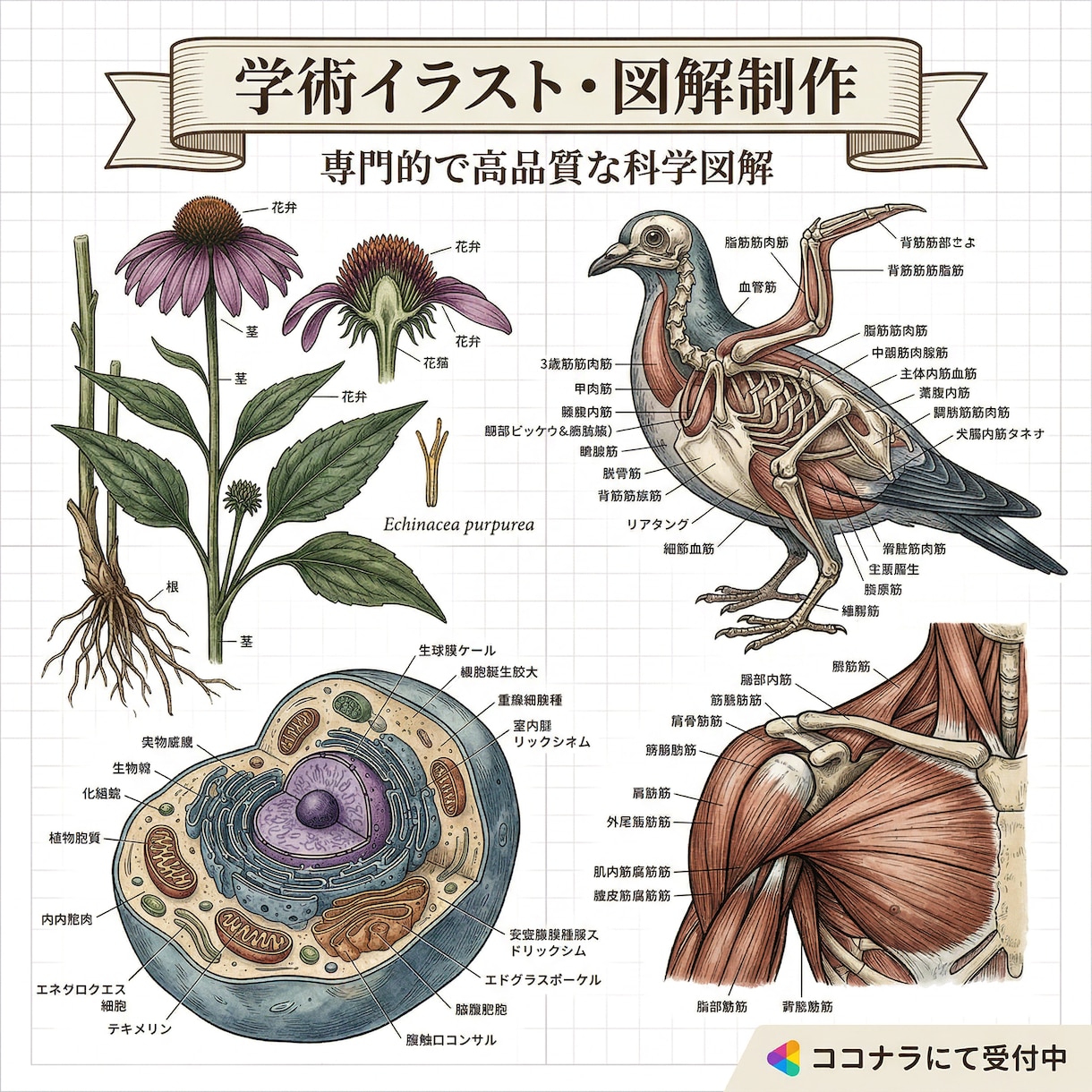 生物・動物・農学・医学系の学術イラストを制作します 論文・学会用、専門分野の学術イラスト制作します イメージ2
