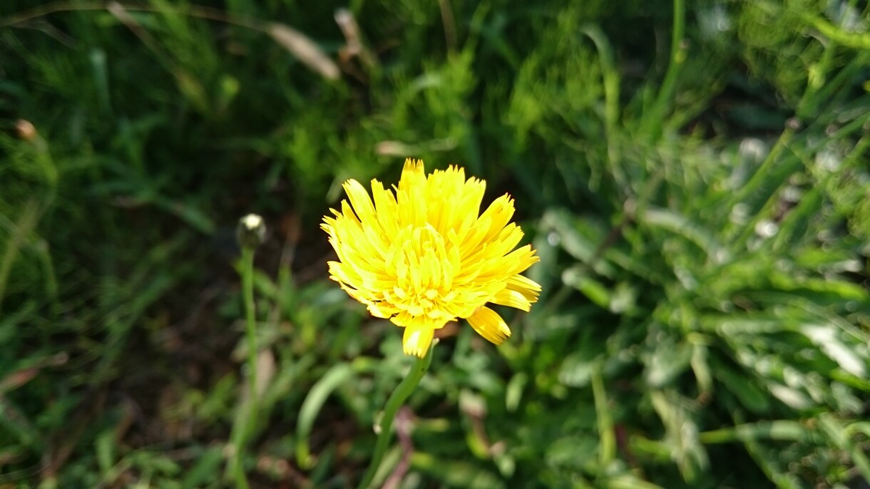 風景や花の写真を投稿します ずっと、見ていたくなったから皆さんに届けたい。 イメージ10