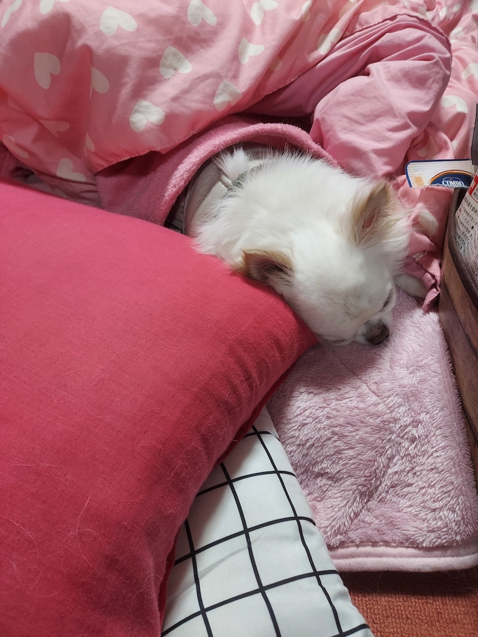 チワワやチンチラの話聞きます喋ります ★チワワやチンチラの可愛いお悩み・飼育相談も大歓迎です！ イメージ3