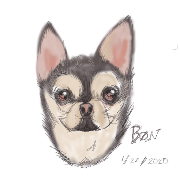 可愛い愛犬描きます 可愛く描きます。アイコン、ヘッダー、待ち受けに イメージ2