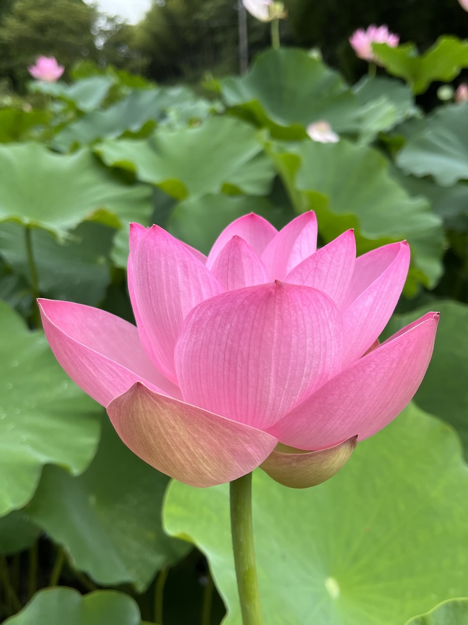 心のモヤモヤ（恋愛／親／子育て／義親等）を聞きます モヤモヤ溜め込んでませんか？爆発する前に吐き出しましょう！ イメージ5