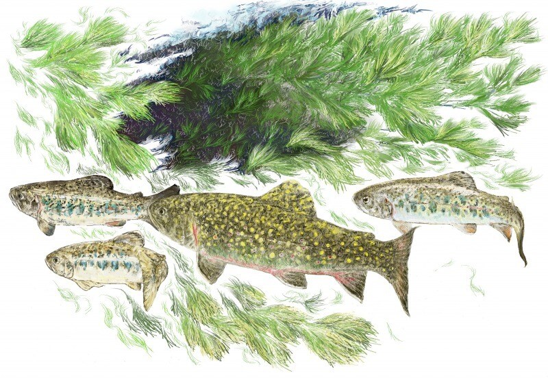 魚のイラストデータを販売いたします 魚好きのあなたにオススメです！ イメージ2