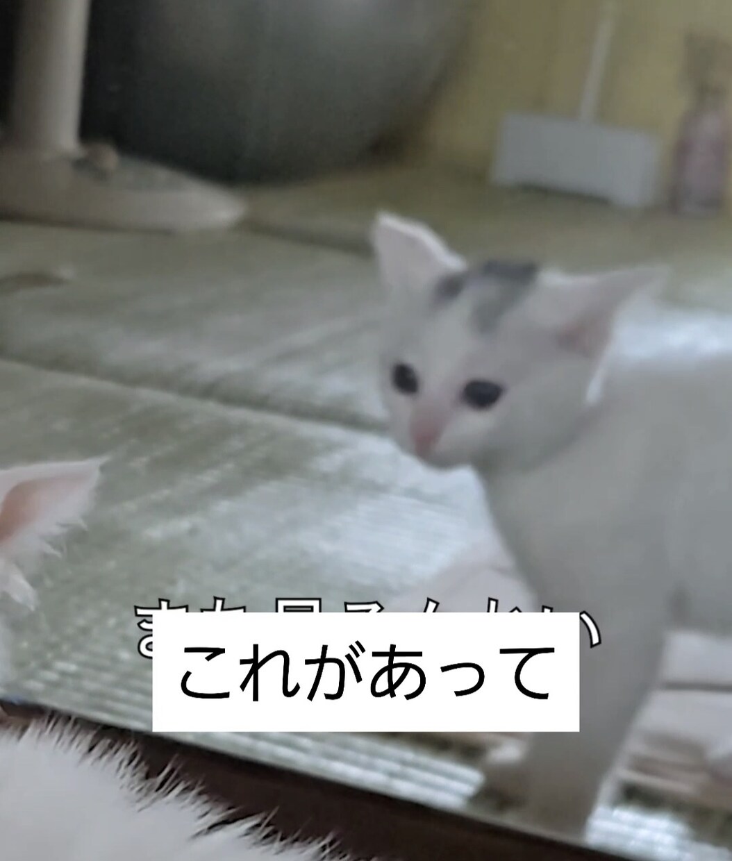 ショート動画のキャプション入れます Instagram・TikTok動画のキャプション入れ イメージ1