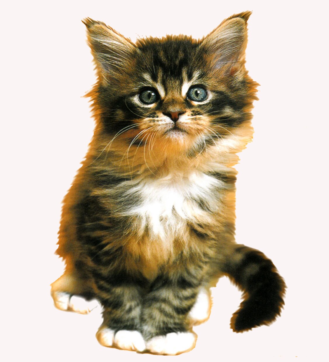 ペットの似顔絵承ります 貴方のペットの似顔絵を大きなポスターに出来ます。 イメージ7