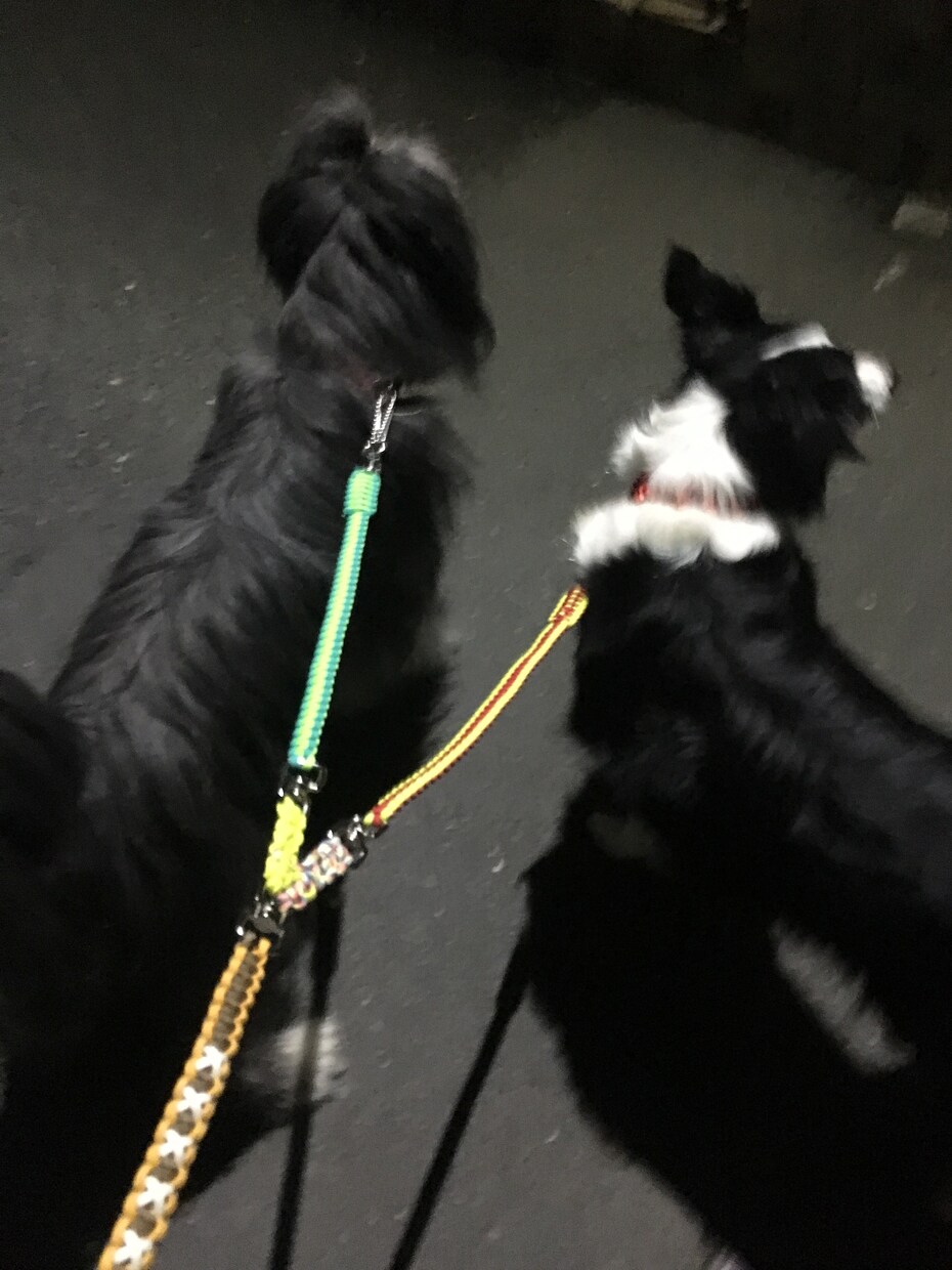 愛犬の首輪、リードを作ります 丈夫でカラフルなパラコードを使用しております。 イメージ6