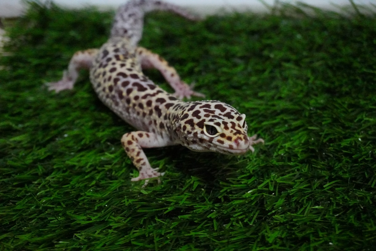 動物の飼育相談、問題行動相談になっております 犬、猿、フクロウ、モモンガ、爬虫類全般、その他飼育経験あり イメージ5