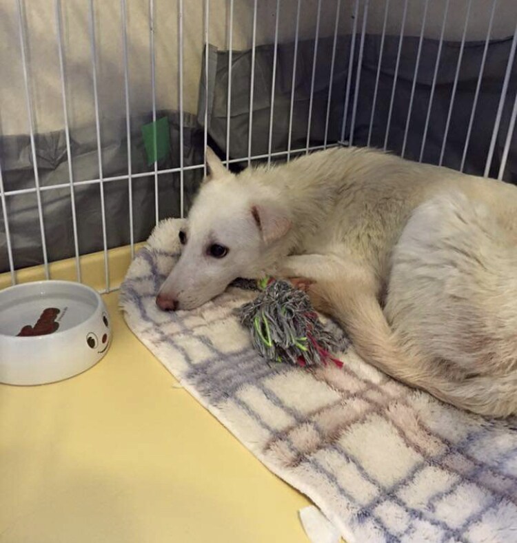 保護犬の預かりボラさんのご相談のります これらから始めたい方実際してる方1人で悩まず相談して下さい イメージ1