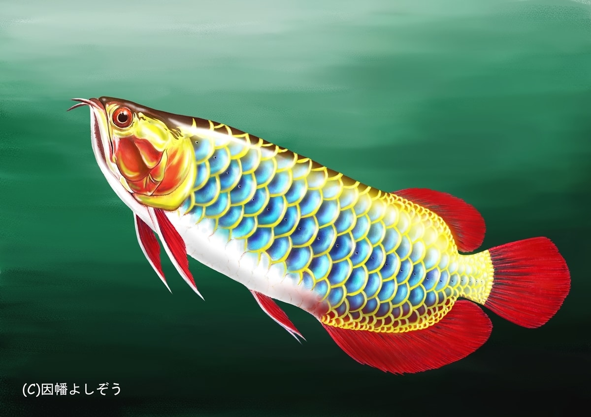 魚系イラストをギョギョっと作成します ☆魚系イラストレーターがリアル系からデフォルメ系まで対応！ イメージ7