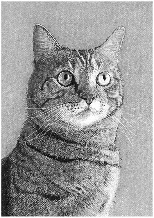 猫、犬等ペットの似顔絵をモノクロでリアルに描きます 鉛筆画、パステルなどで白黒の小動物を写真のように描きます イメージ8
