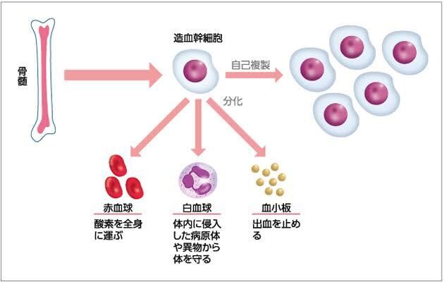 大人もOK！高校生物教えます 苦手意識がある人向け！じっくり付き合います！ イメージ4