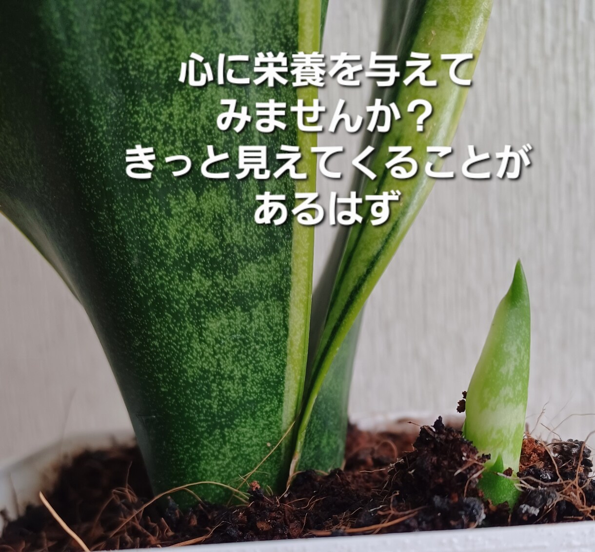 頑張るのにツラい気持ちをあなたと紐解きます 張りつめた心を和らげる元対面占い師がいるこころの保健室 イメージ5