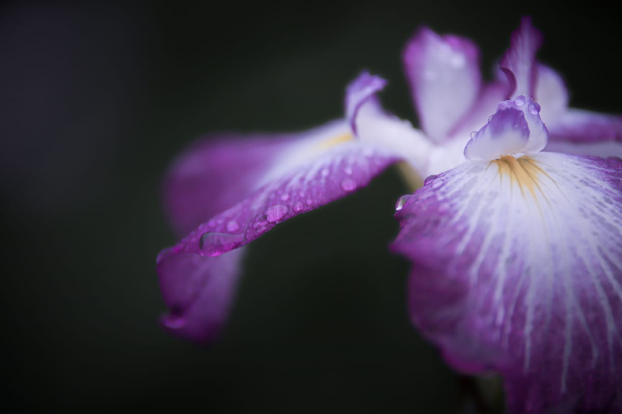 一眼レフで季節のお花を撮ります 季節に沿ったお花を一眼レフカメラで撮り提供します！ イメージ2