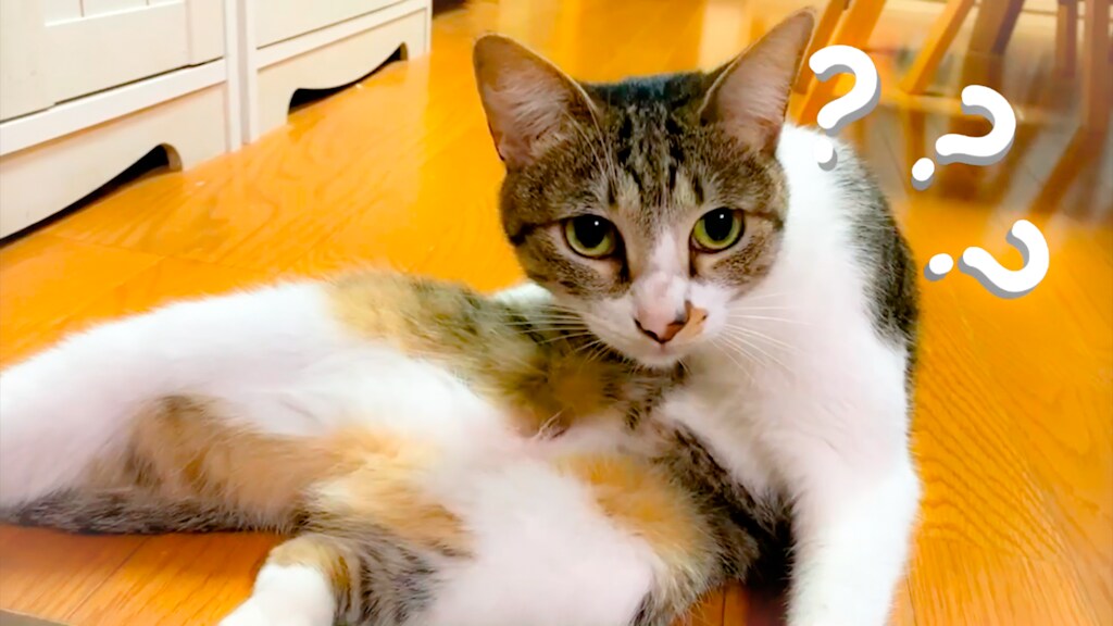 女性クリエイターがオリジナルムービーを制作します 大切な愛犬・愛猫の思い出作りにムービーを制作してみませんか？ イメージ2