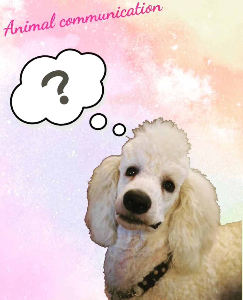 家族として暮らす動物たちの言葉をお伝えします うちの子の気持ちを知ることが出来ます✨ イメージ2