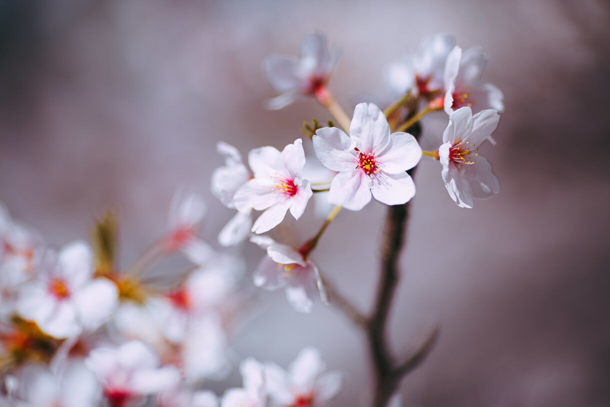 あなたに花を咲かせるヒーリングをします あなただけの花を。オーラの花を育てましょう。 イメージ3