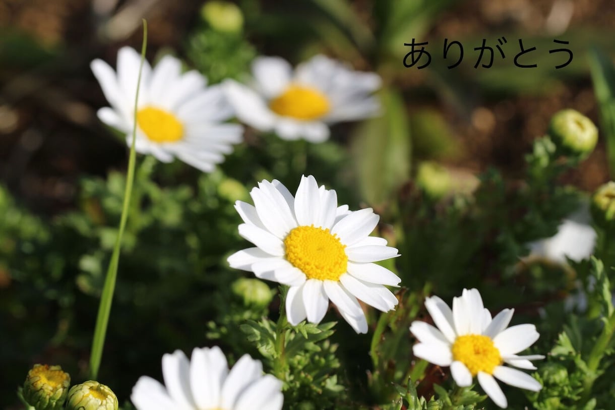 元看護師の作詞家★あなたの話お聞きします 私があなたの心を癒します♩恋愛/人生/夫婦/誰にも言えない話 イメージ5
