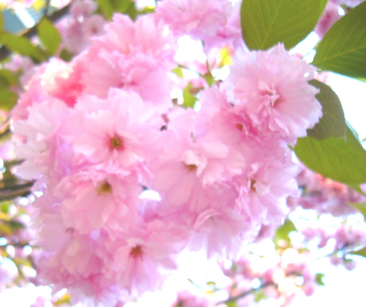 不倫·W不倫·片想い·密教秘力で心願成就 します 彼との絆は今、どうなっているの？すべてをお伝えします♡ イメージ2