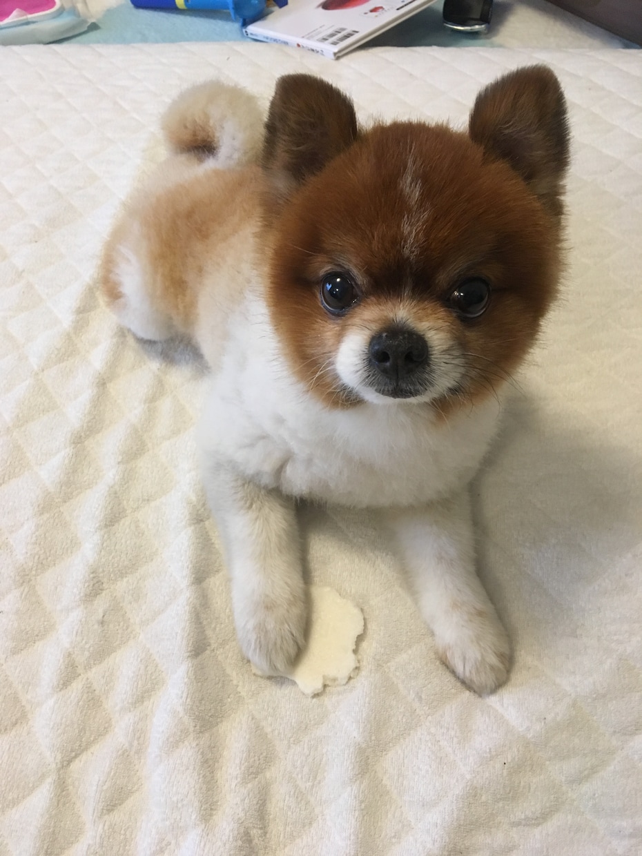 セカンドオピニオン 病気解説致します ペットの診断名や今後の症状 治療  を詳しく知りたい方へ イメージ4