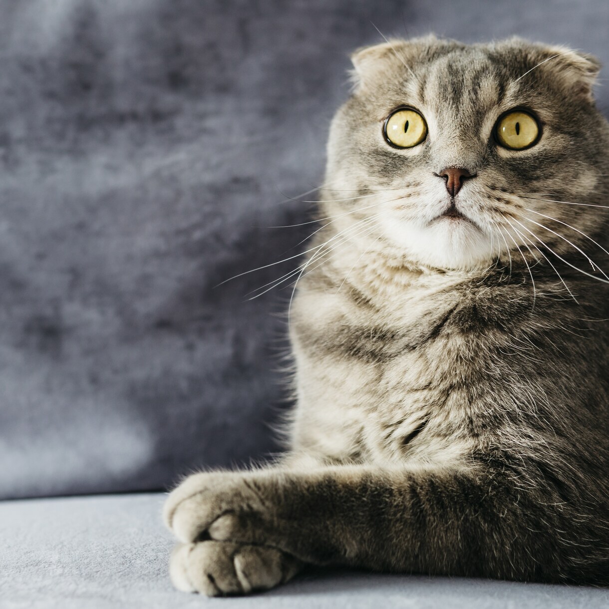 人に相談しにくい事…猫が占ってアドバイスします 猫だから気軽に相談してほしいにゃ！ルーンで占うにゃ イメージ1