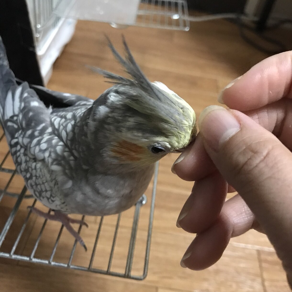 ペットを愛する方におすすめします 愛するペットを木の温もりとともに イメージ7