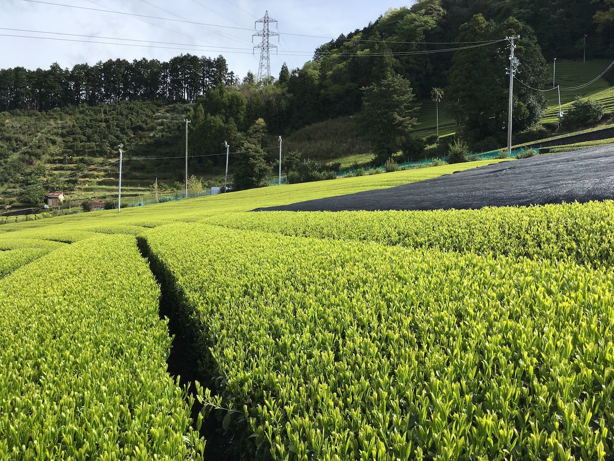 農業関係・お茶関係の記事書きます 農業についてお茶についての記事は任せてください！ イメージ2