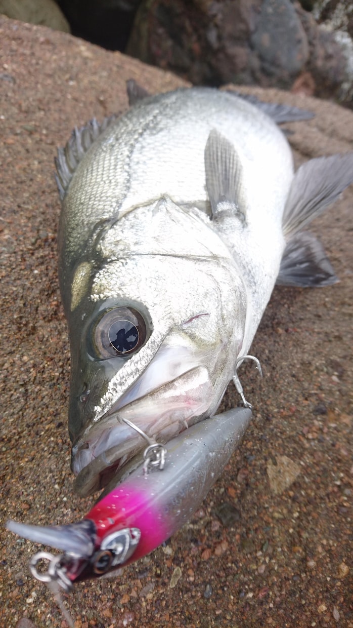 スズキの釣り方お教えします お住まいの場所の近くでシーバスがどうしても釣りたい方へ イメージ1