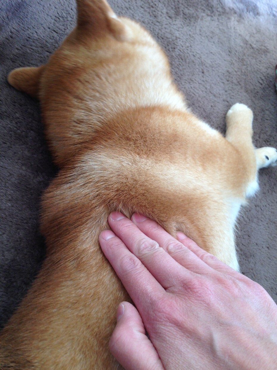初めて犬を飼い始めた皆さん！ワンちゃんに様々な恩恵をもたらす「ラブ♡ハンド」を紹介します♫ イメージ2