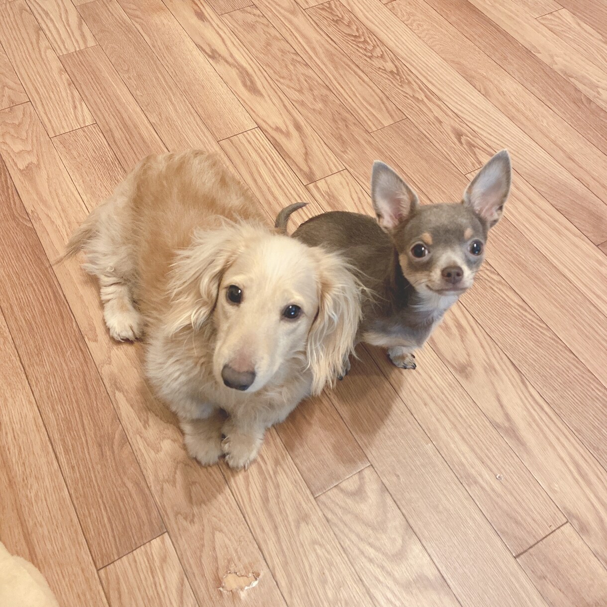 大切な愛犬の体調やご飯の相談乗ります 誰に相談すればいいかわからない飼い主様へ イメージ1