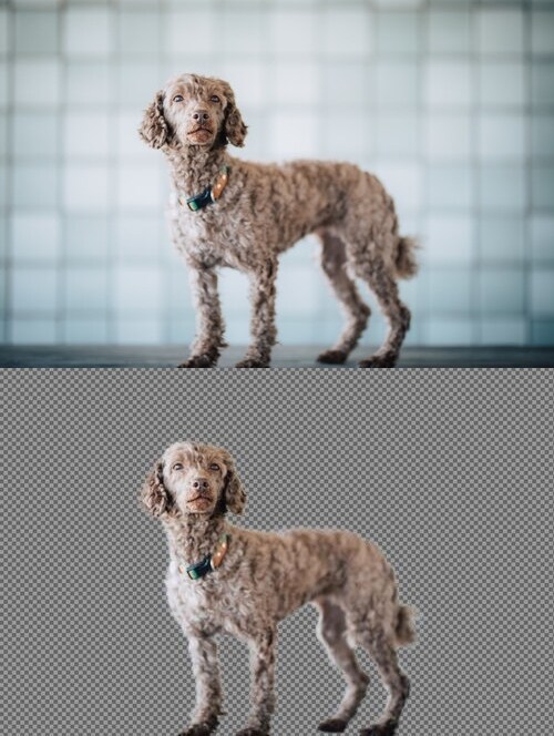 猫や犬などの画像をふわふわのまま透過加工します ペットの写真を透過し合成やオリジナルグッズに利用できます イメージ5