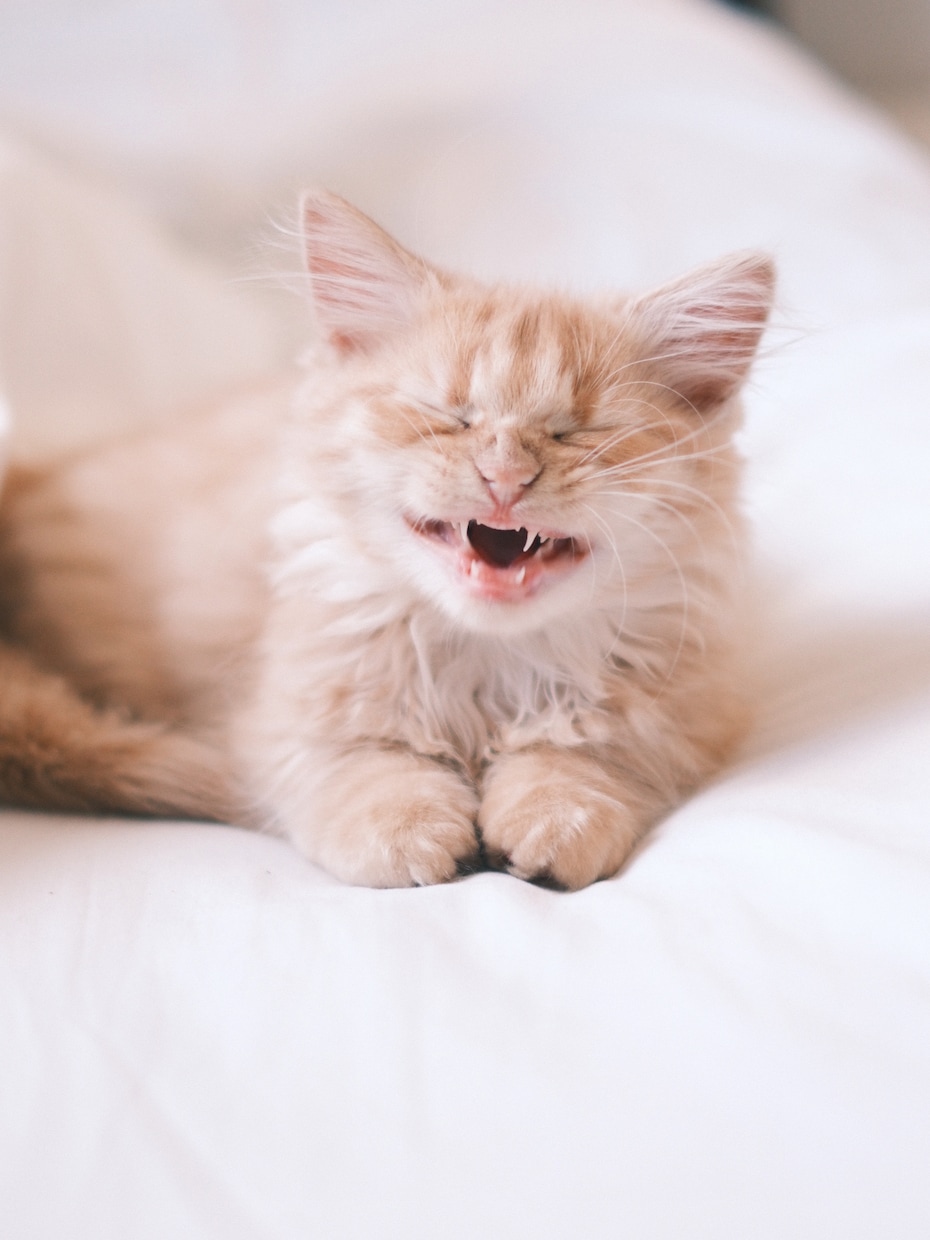 ペットの可愛い瞬間を出張撮影いたします 猫2匹と暮らすカメラマンがペットの記念撮影を行います！ イメージ4