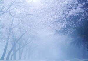 癒す力があります どうして生きているんだろう？生きている意味は？生きるとは？ イメージ1