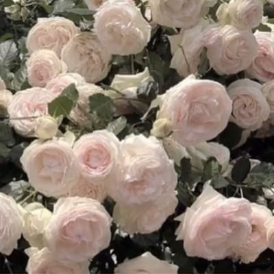 癒しボイスでお話し相手になります 癒しボイスと呼ばれる声でお話し相手になります♪ イメージ1