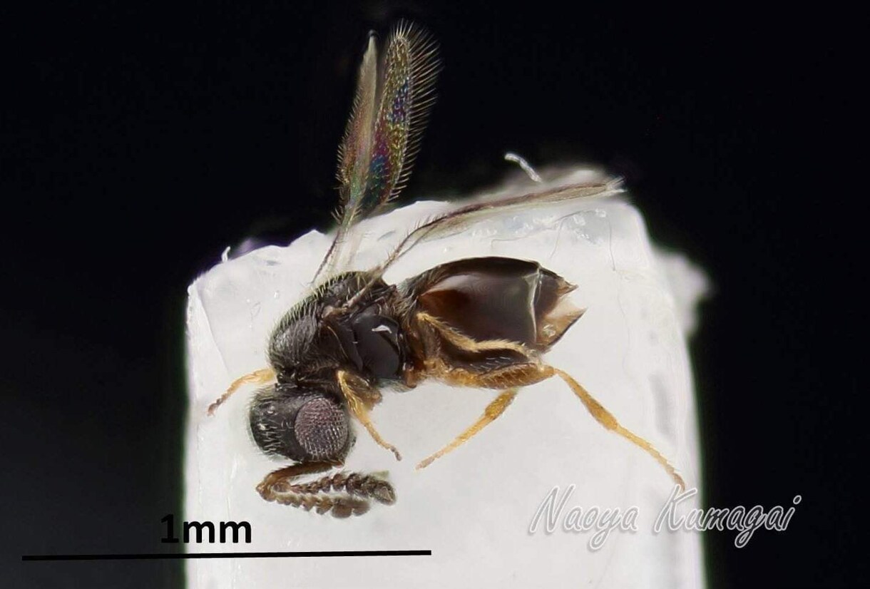 昆虫標本作製します 標本作製が難しい方、数量が多く自分一人で処理しきれない方向け イメージ7