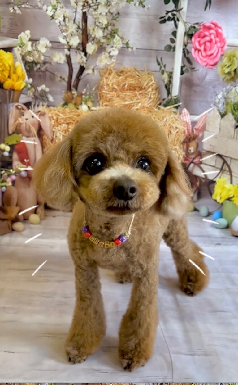 出張トリミング塾〜ご自宅へお伺いいたします トリミング技術を学びながら、愛犬がふわふわモコモコに！ イメージ3