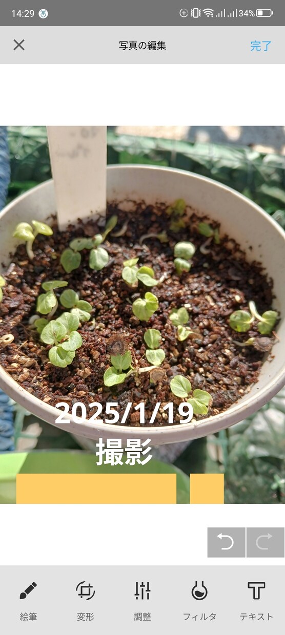 お好きな植物を育て＆弱った植物を再生します 先ずはチャットでご相談ください イメージ5