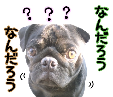 ペットボイスクリエイター。ペットの声届けます 貴方のペットが、何を思っているのか？などを紐解きます イメージ2