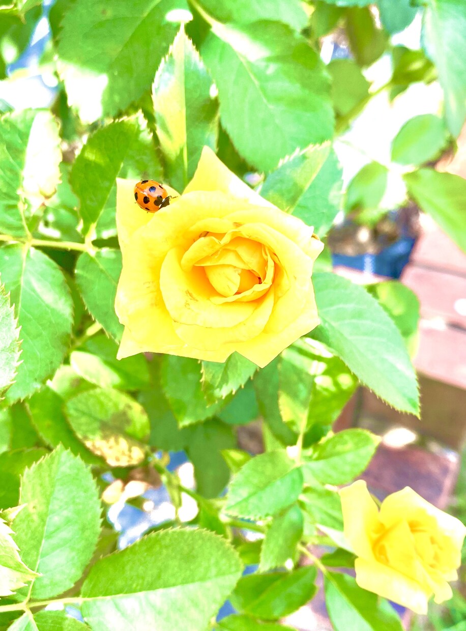 心身の純化をさせていただきます あかるく⭐︎スッキリ⭐︎かろやかに⭐︎ イメージ1