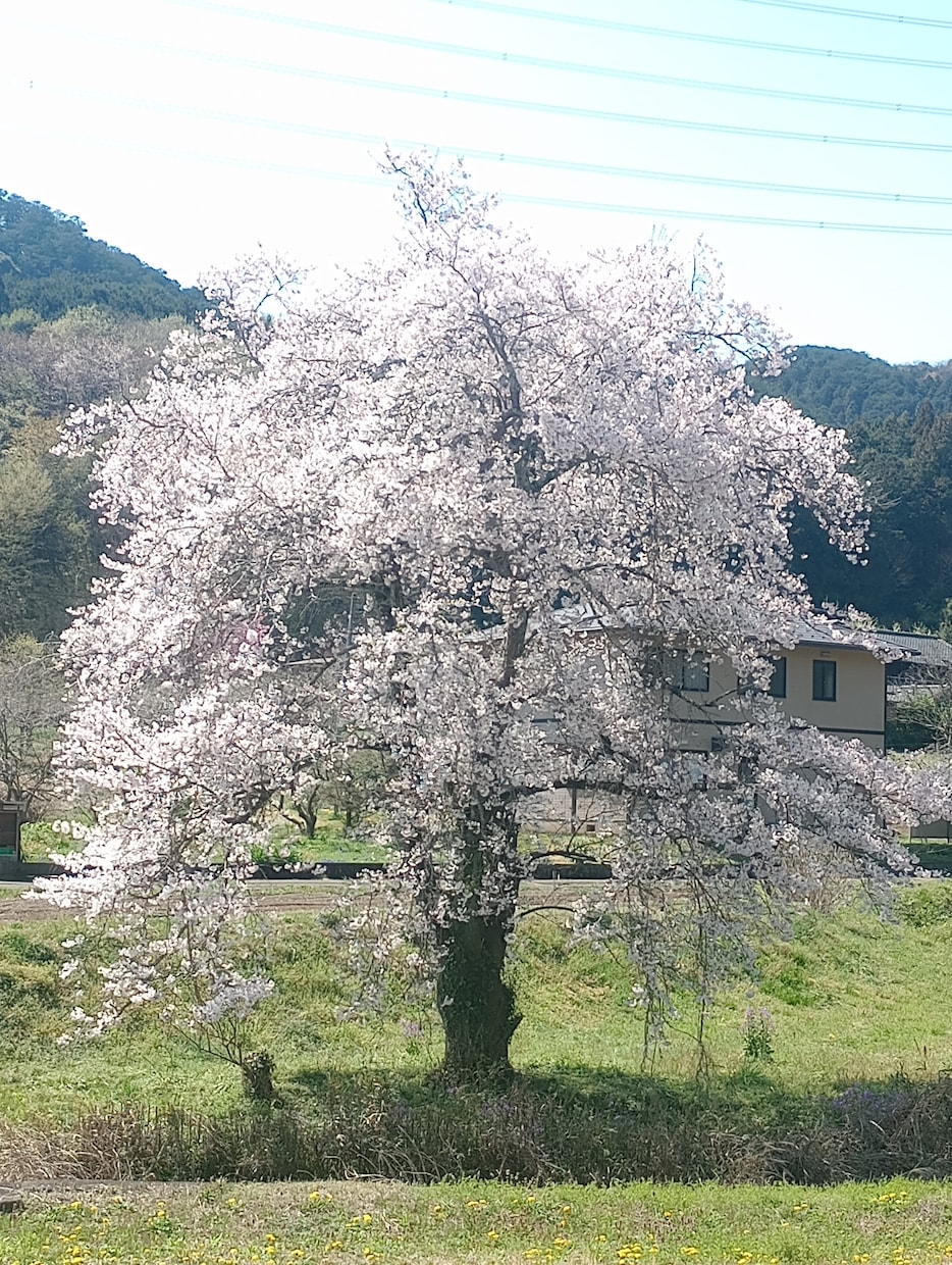 宅建士が実体験を基に田舎住まい選びをサポートします トレーラーハウス・古民家など、何でもご相談ください！ イメージ1