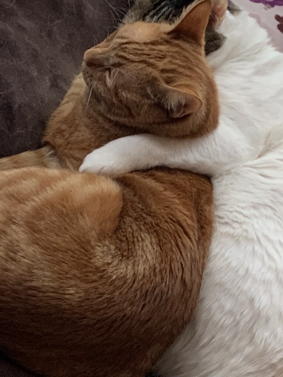 ほっこりTimeを♡疲れたあなたを癒します 管理栄養士の資格あり(♡ˊ艸ˋ)♬*専門的なアドバイスも可能 イメージ2