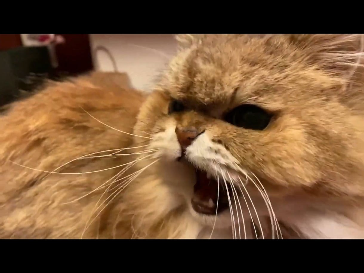 ネコのお話ししませんか？猫トークで盛り上げます 愛ネコYouTuber！猫たちの成長記録や難病克服日記配信 イメージ5