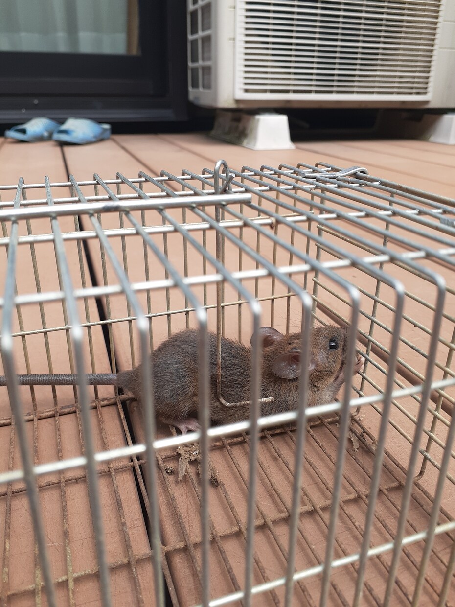 家庭菜園でのネズミの捕獲駆除を教えます 低コストで管理が簡単。餌にポイントがあります。 イメージ5