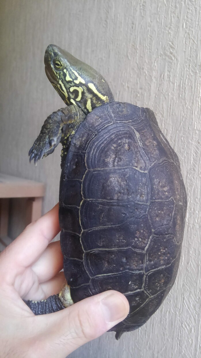 爬虫類、両生類、昆虫等 飼育初心者の相談に乗ります 爬虫類,両生類、昆虫、奇蟲の飼育など、飼育歴30年以上です。 イメージ3