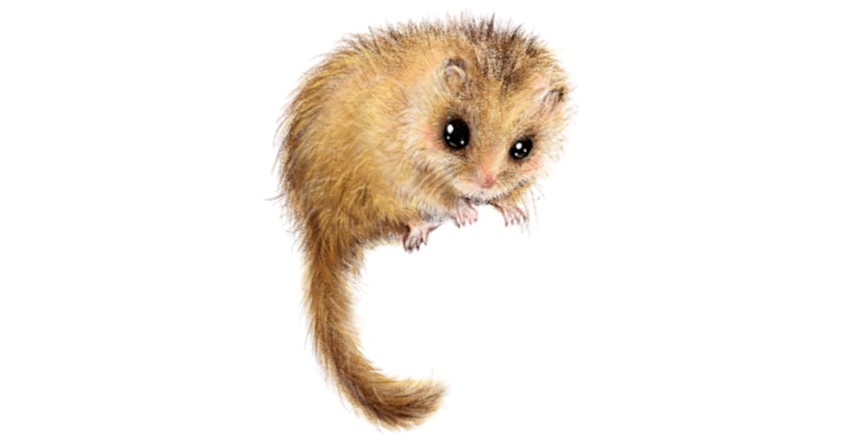 リアルな動物イラスト描きます ペットやお客様の好きな動物をお描きします。 イメージ1