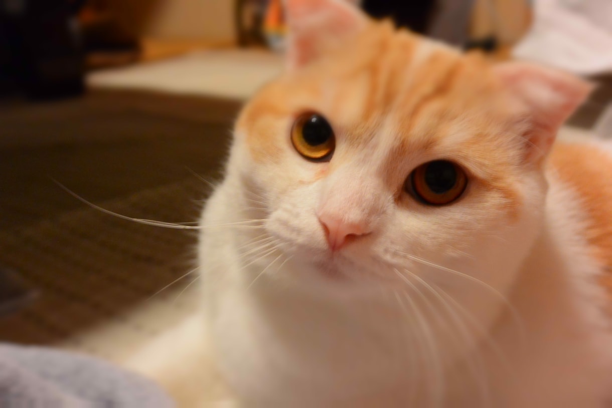 我が家の猫をフリー素材で提供します 上質毛玉爆弾スコティッシュフォールドの猫はいかがですか？！ イメージ2
