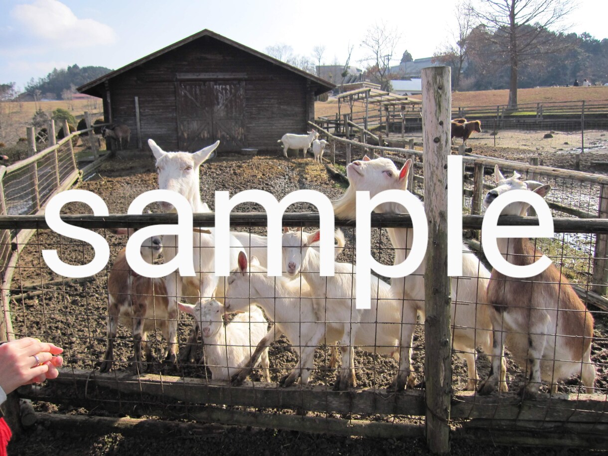 動物写真(ヤギ特集)を提供します ヤギたちの可愛くて癒される写真です♪ イメージ2
