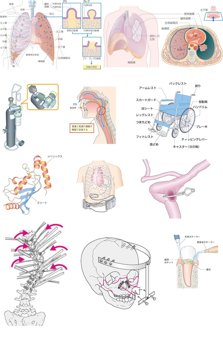 医療出版物用、学習参考書等のイラスト作成します 30年以上、小中高の教科書、医療専門書のイラストを担当 イメージ2